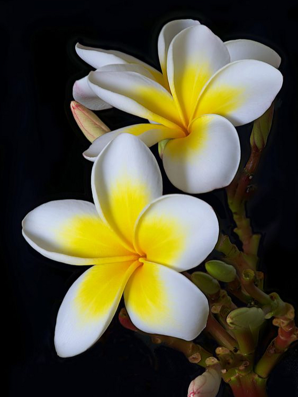 鸡蛋花,颜色确实像鸡蛋