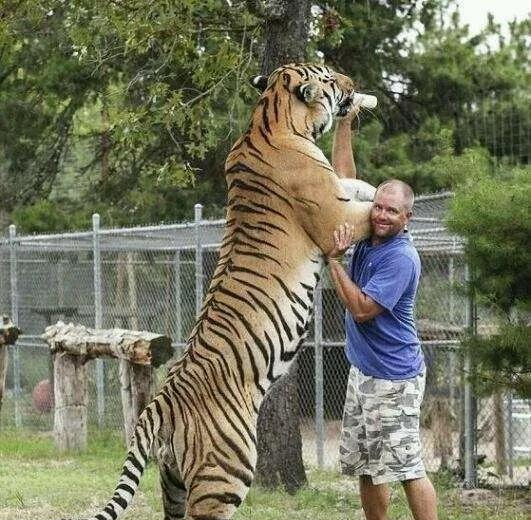 老虎向你扑来哪种做法能保命原地不动转身逃跑英勇反抗