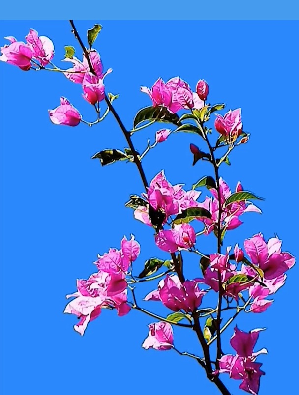 风景:创作灵感 三角梅绿幕素材!