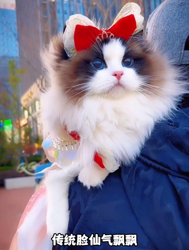 这几种猫适合独居女生养,养了这种猫,空闲时间都得花到它身上