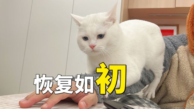 [图]小猫咪绝育完报复主人？快别踩啦！