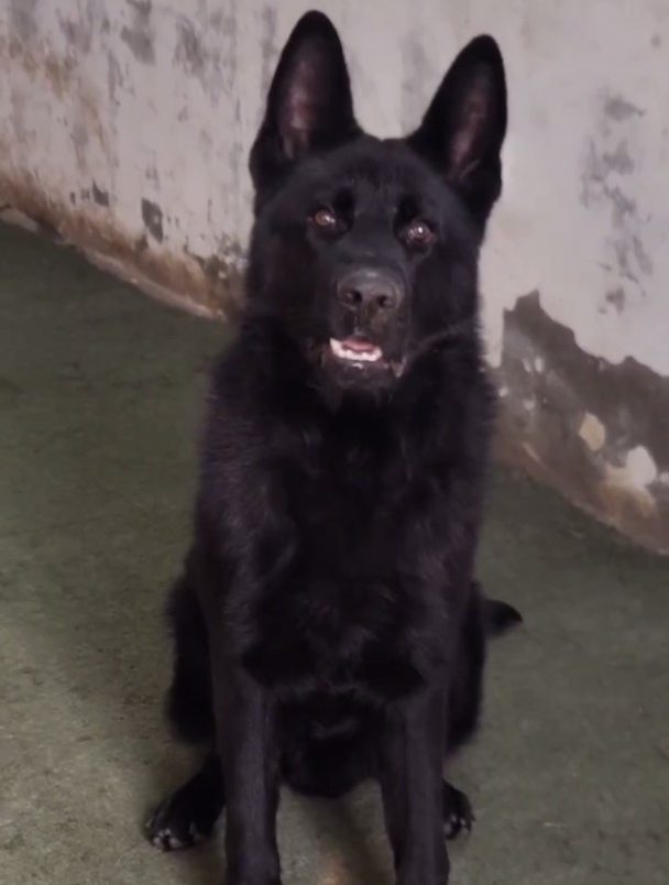 五个月纯黑东德牧羊犬