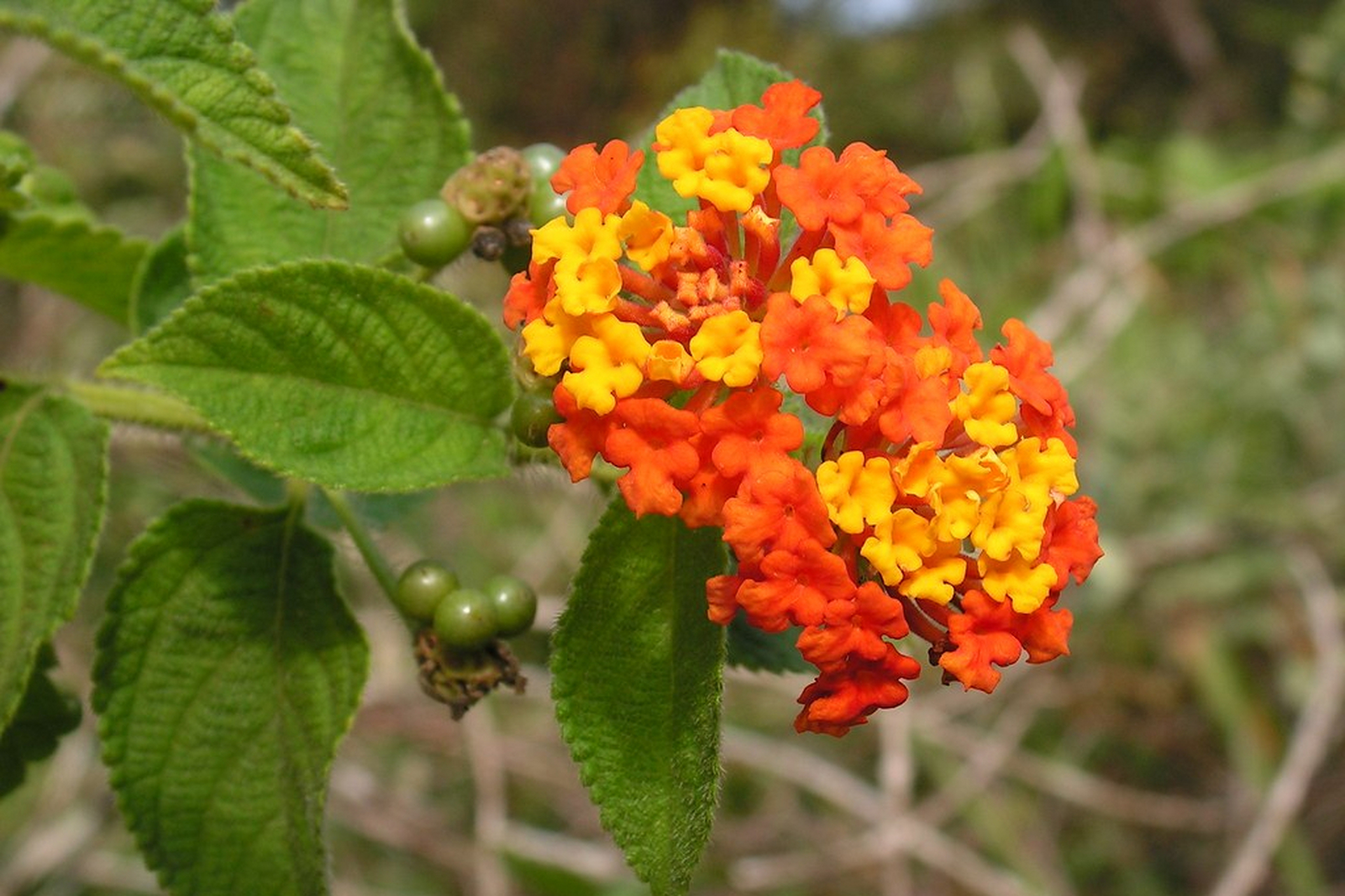五色梅是一种常见的观赏植物,修剪时机是影响其生长状况的关键因素