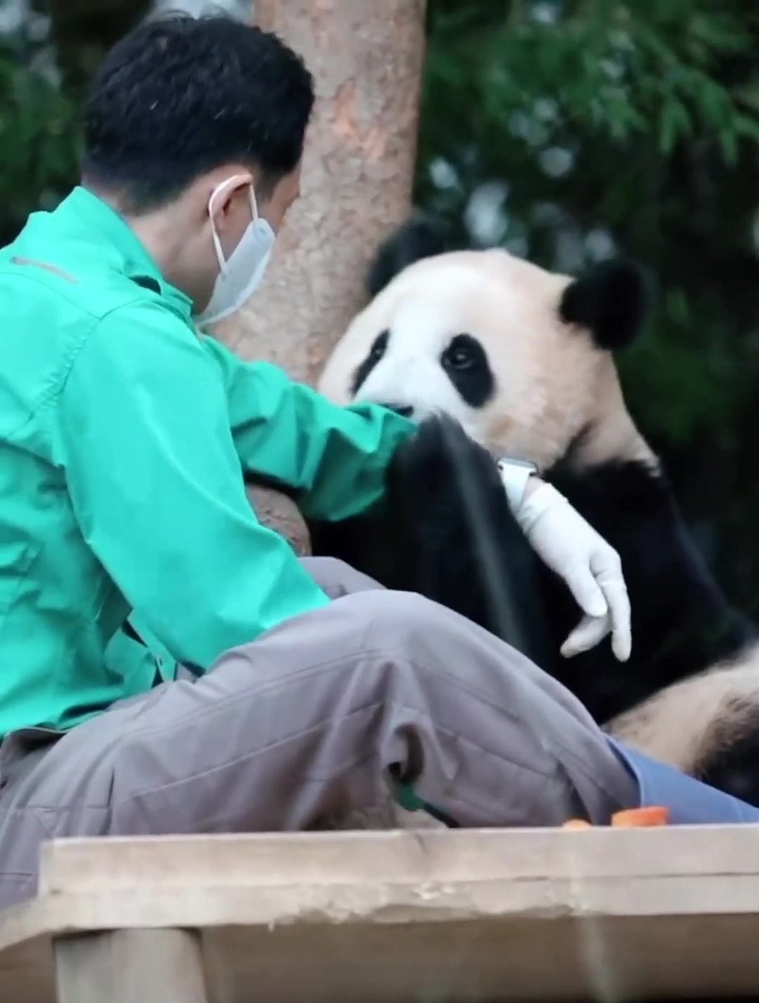 每天都想挂在饲养员爷爷身上的福宝大宝贝 这也太可爱了吧