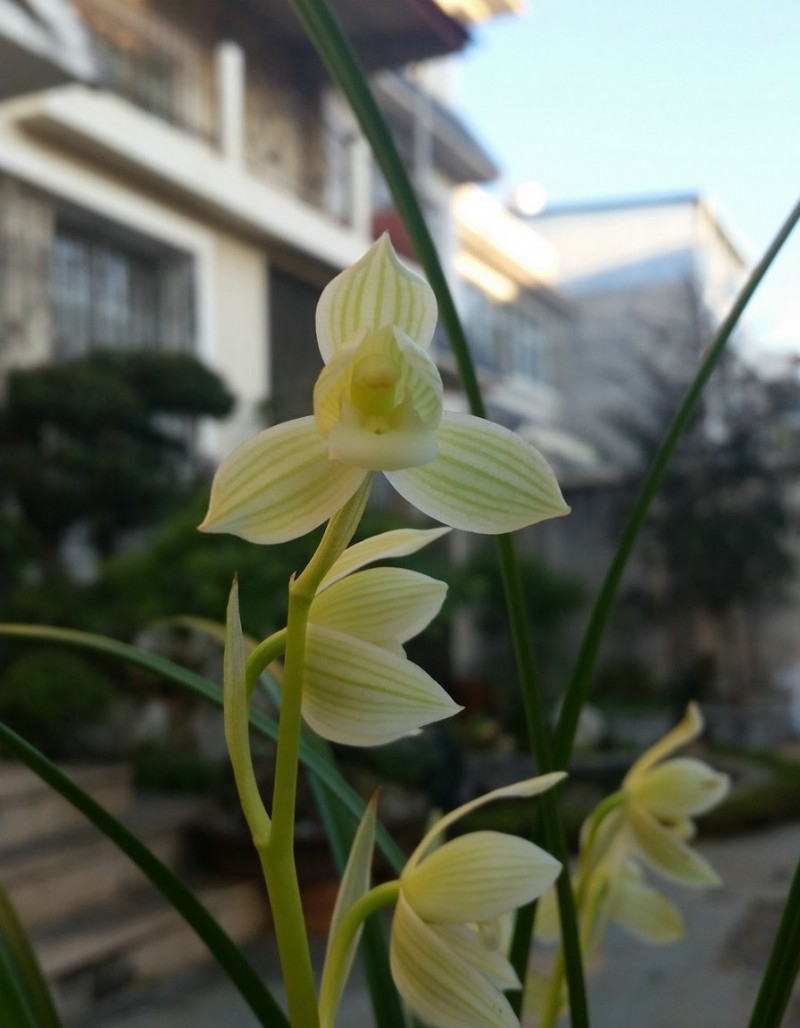 素中无下品,一素传千年,莲瓣兰如意素荷,花叶共赏,清新高雅