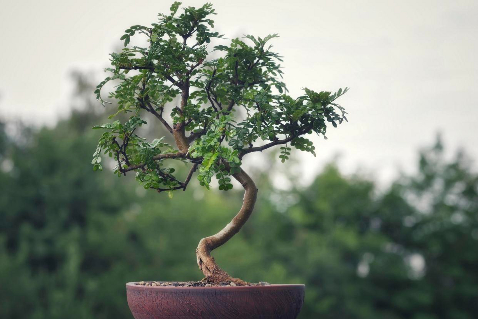 胡椒木是一种常见的香料和药用植物,也可盆栽养殖.