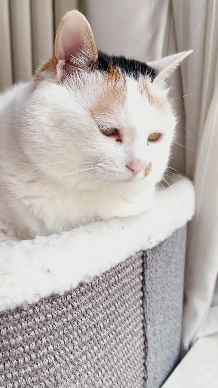 纯正东北揣手猫,日常揣在暖气旁