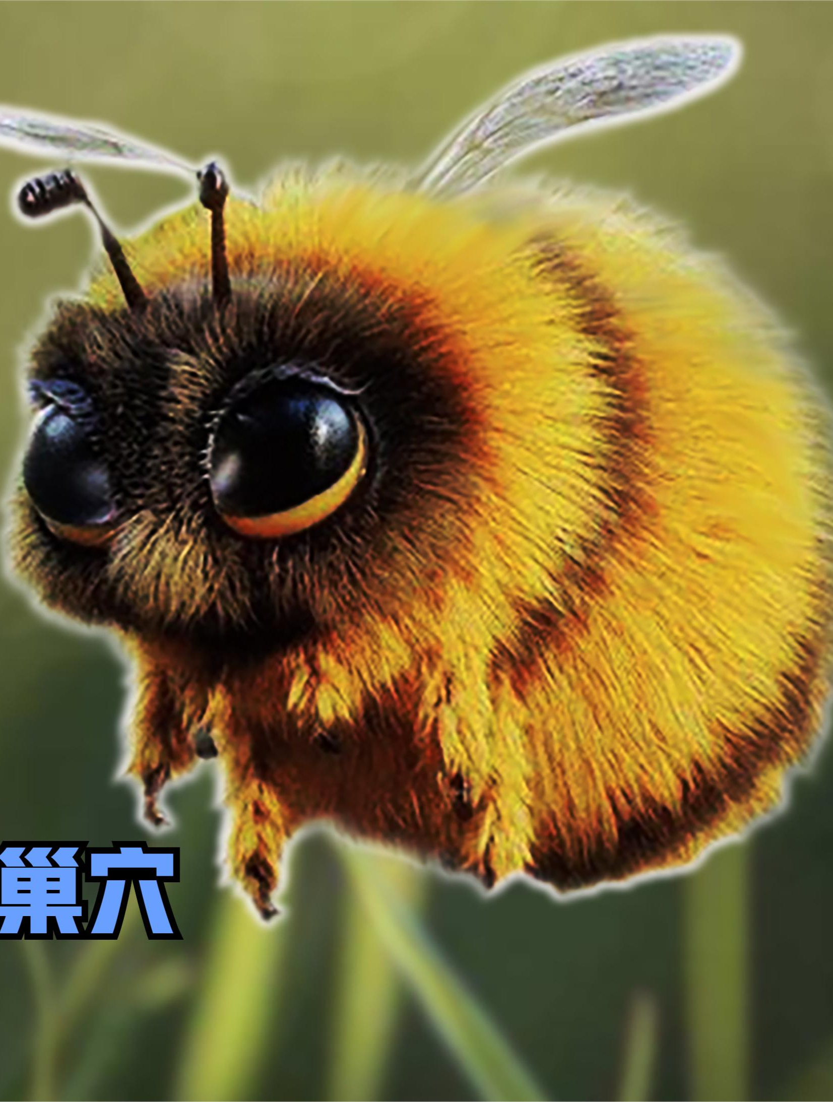 「神奇生物」胖熊蜂的独特繁殖方式,是怎样进化而来的?
