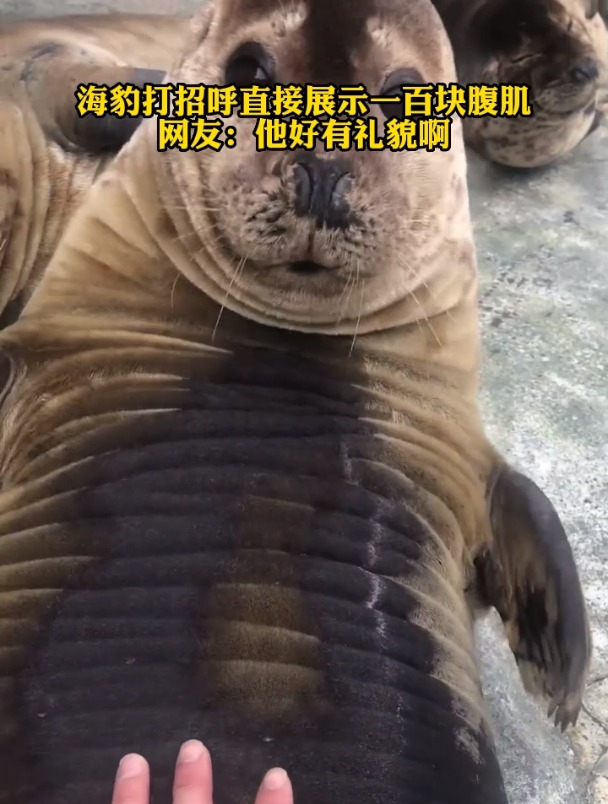 海豹打招呼直接展示一百块腹肌,网友:他好有礼貌啊