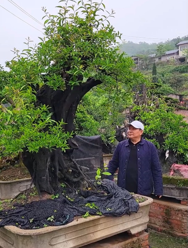 庭院装修天花板植物,金弹子树身夹石头的,身价至少多出好几万!