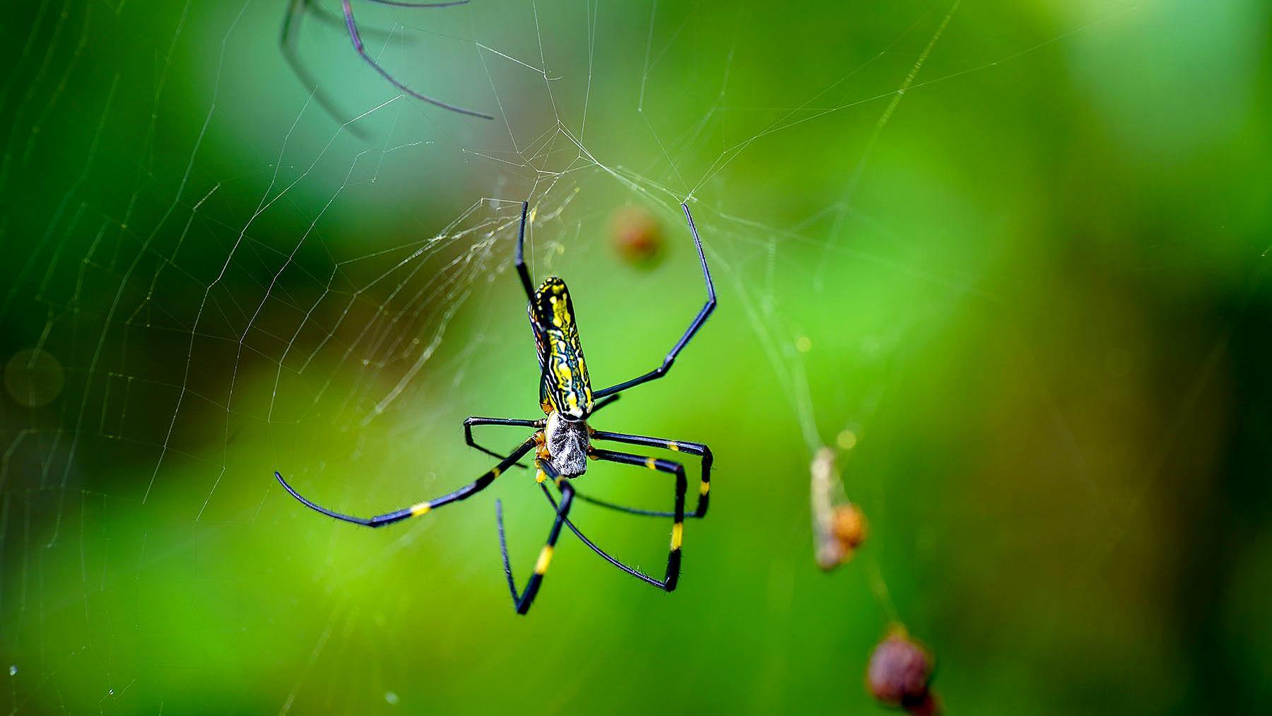 这些种类的昆虫,你见过了吗