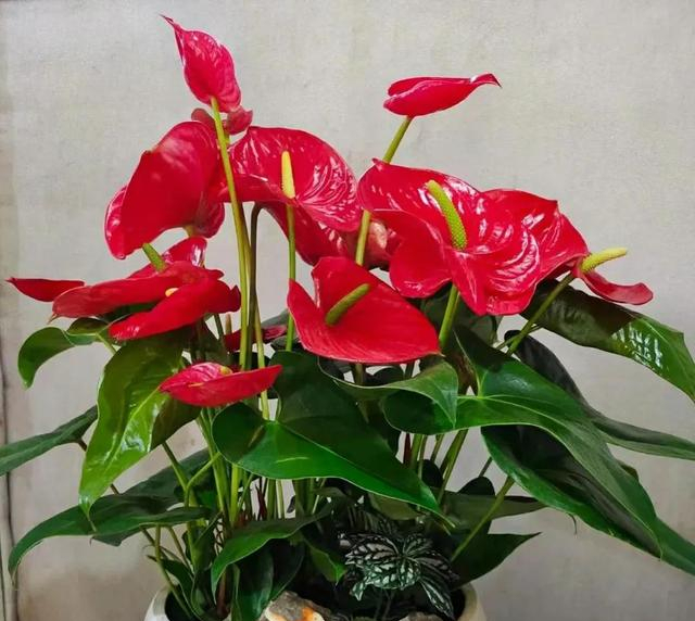 4种"财运花",越养越顺心,摆在家里,好运自然来