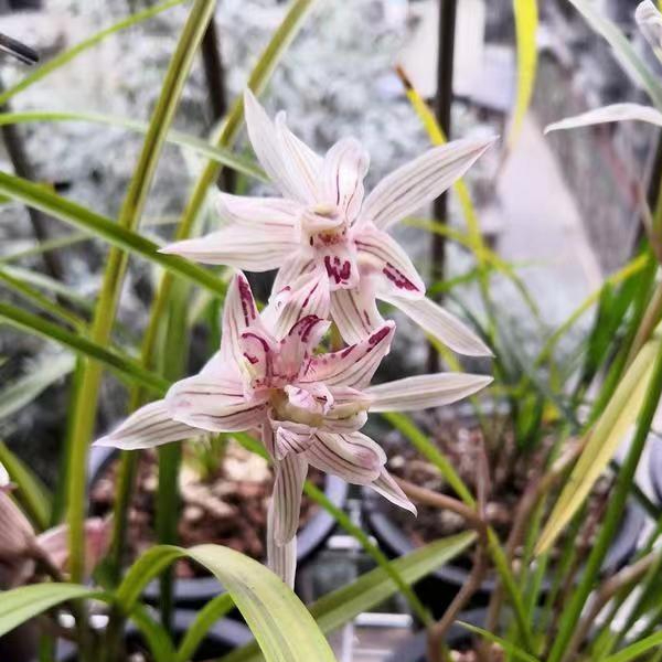 2004年男子便宜卖掉一棵兰花后来该花卖出290万男子求入股被拒