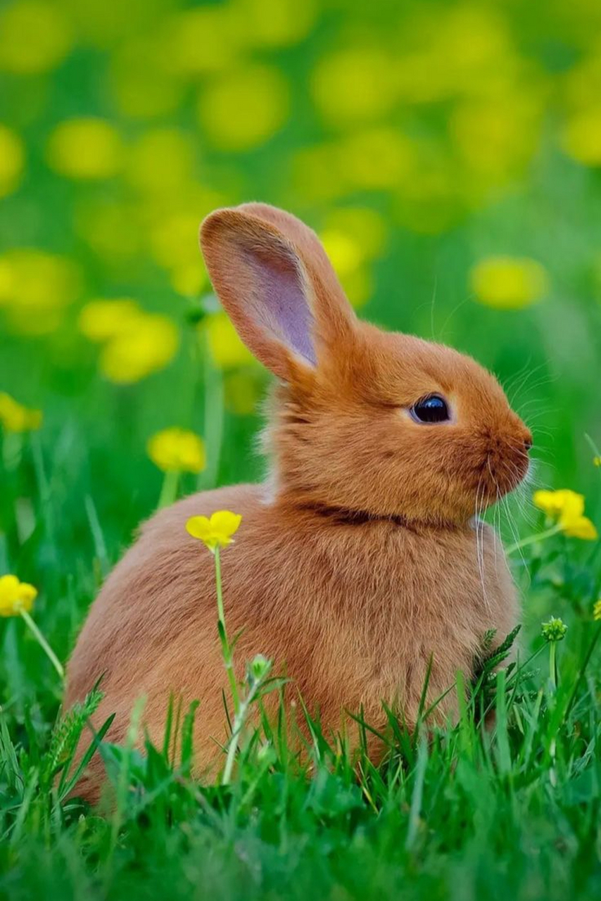 草地里的小兔子