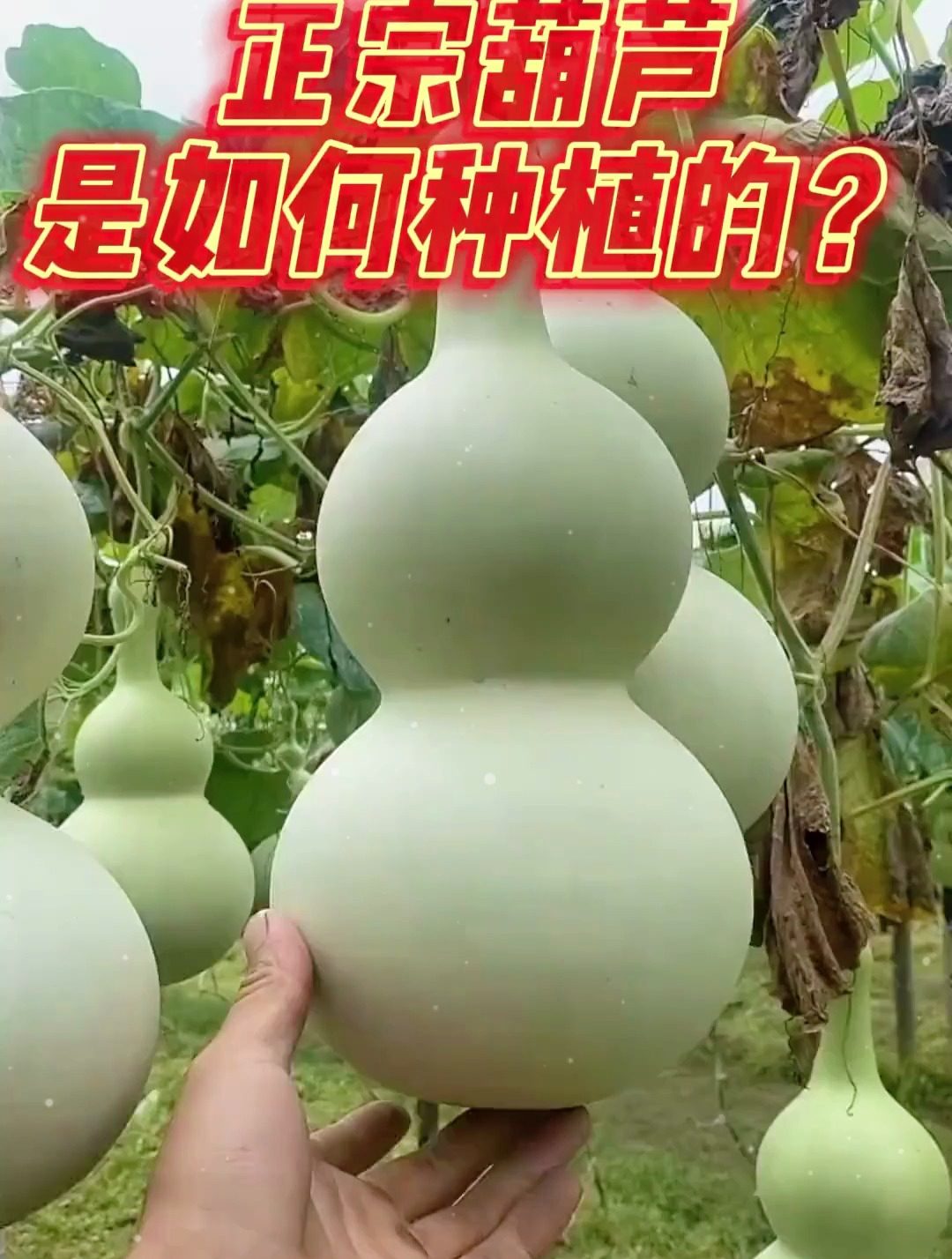 解密正宗的天然葫芦是如何种植的