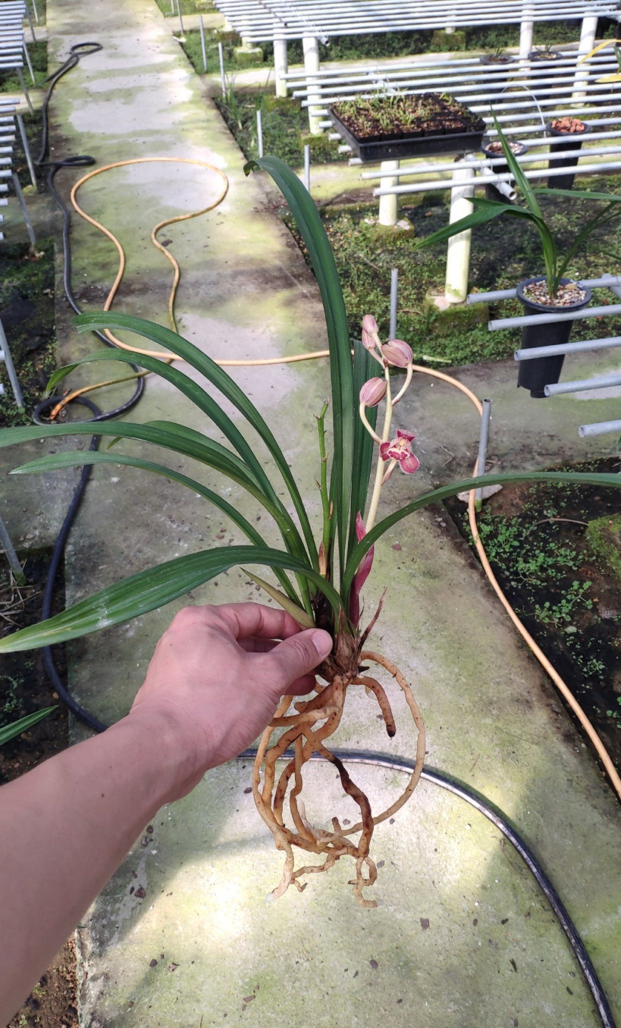 建兰红月玲珑精致,一年最少开三次,好养易活,新手值得入一盆