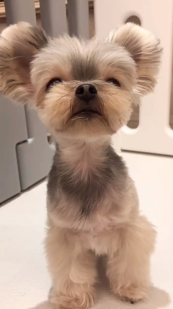 约克夏啾咪新发型赏析