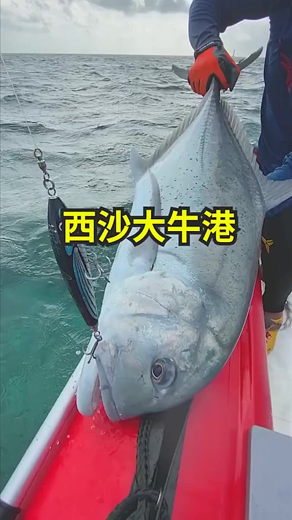 西沙游钓,中了一条巨大的牛港鲹,人生纪录鱼!
