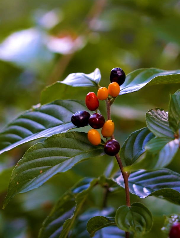 猫乳:果实累累,大自然的馈赠-度小视
