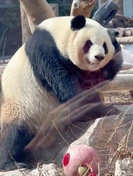 5188次播放.2023-03-2399熊猫和花8.