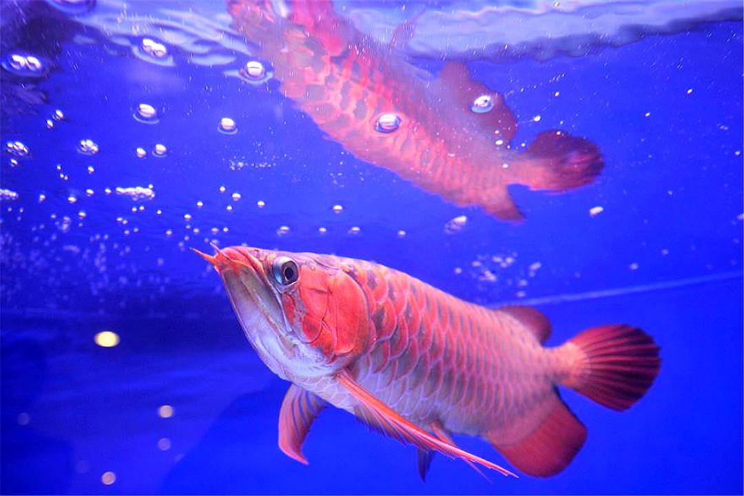 有三个主色调的金龙鱼,实为濒危物种,曾一条拍到10万美元?
