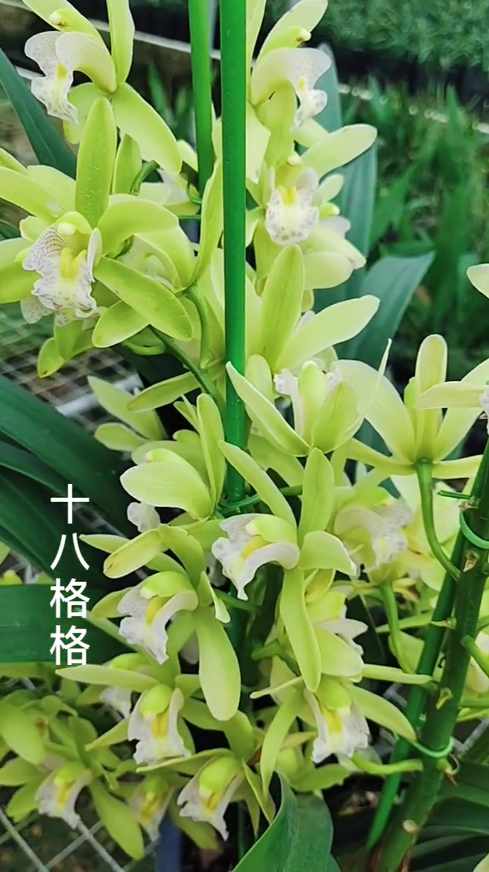 十八格格幽香的味道才是兰花的精髓