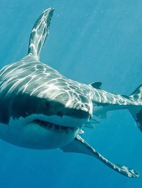 章鱼大战鲨鱼,巨型章鱼主动袭击鲨鱼,场面罕见3-度小视