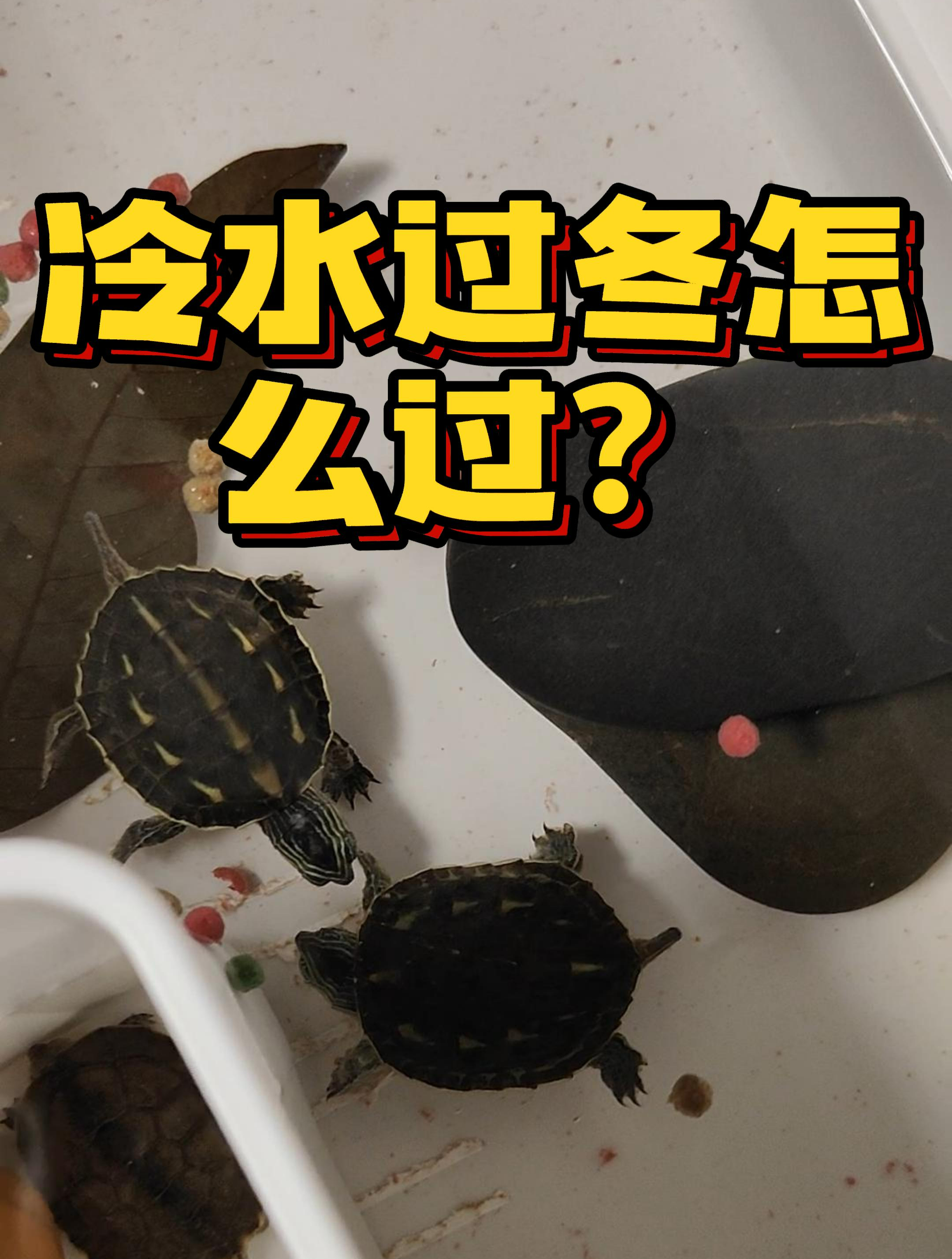 乌龟冷水过冬怎么过?