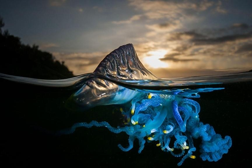 水母中的钓鱼高手——僧帽水母,一天钓100多条,它是如何做到的