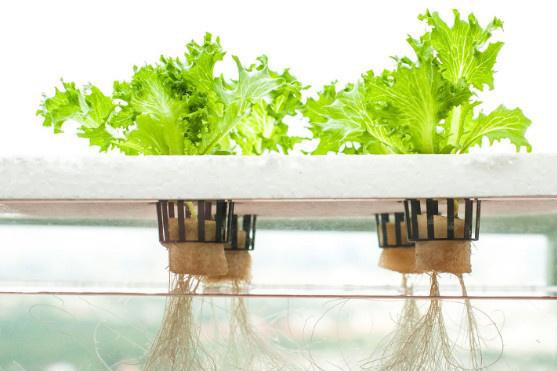 水培蔬菜营养液自制(水培蔬菜营养液多久加一次)