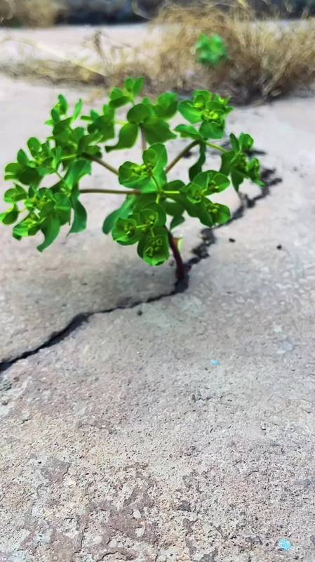 治愈:虽身不由己,但绝处逢生何不为乐事一桩!