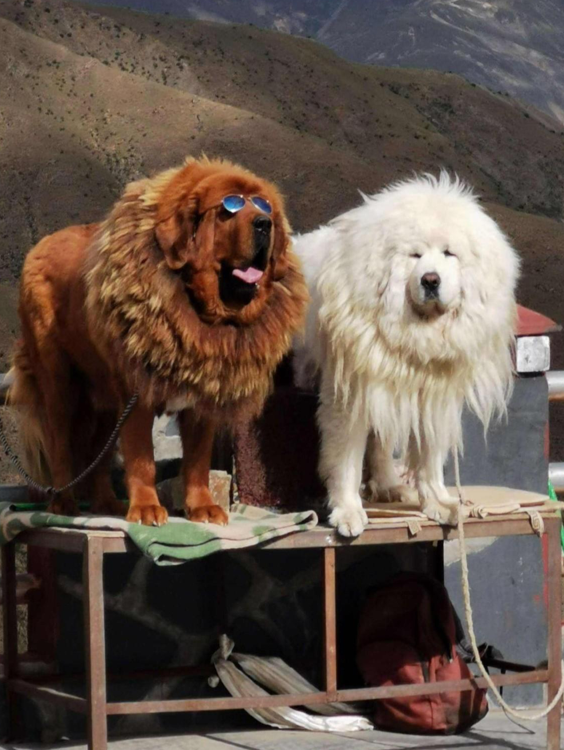 很多人都会想到藏獒,这种来自藏区的特色犬种曾一度风靡中国,它的模样