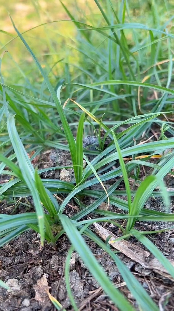 香附子,我们叫它"地沟薯",你那又叫什么呢?-度小视