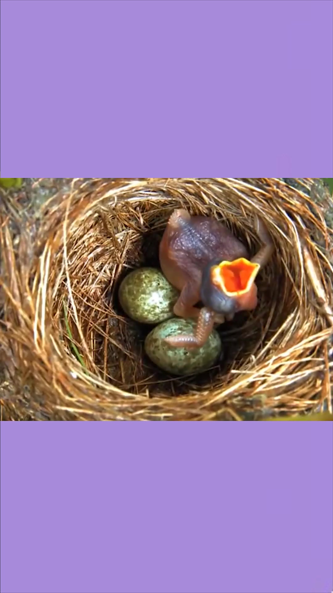 杜鹃鸟把其它鸟蛋推出去自己独宠