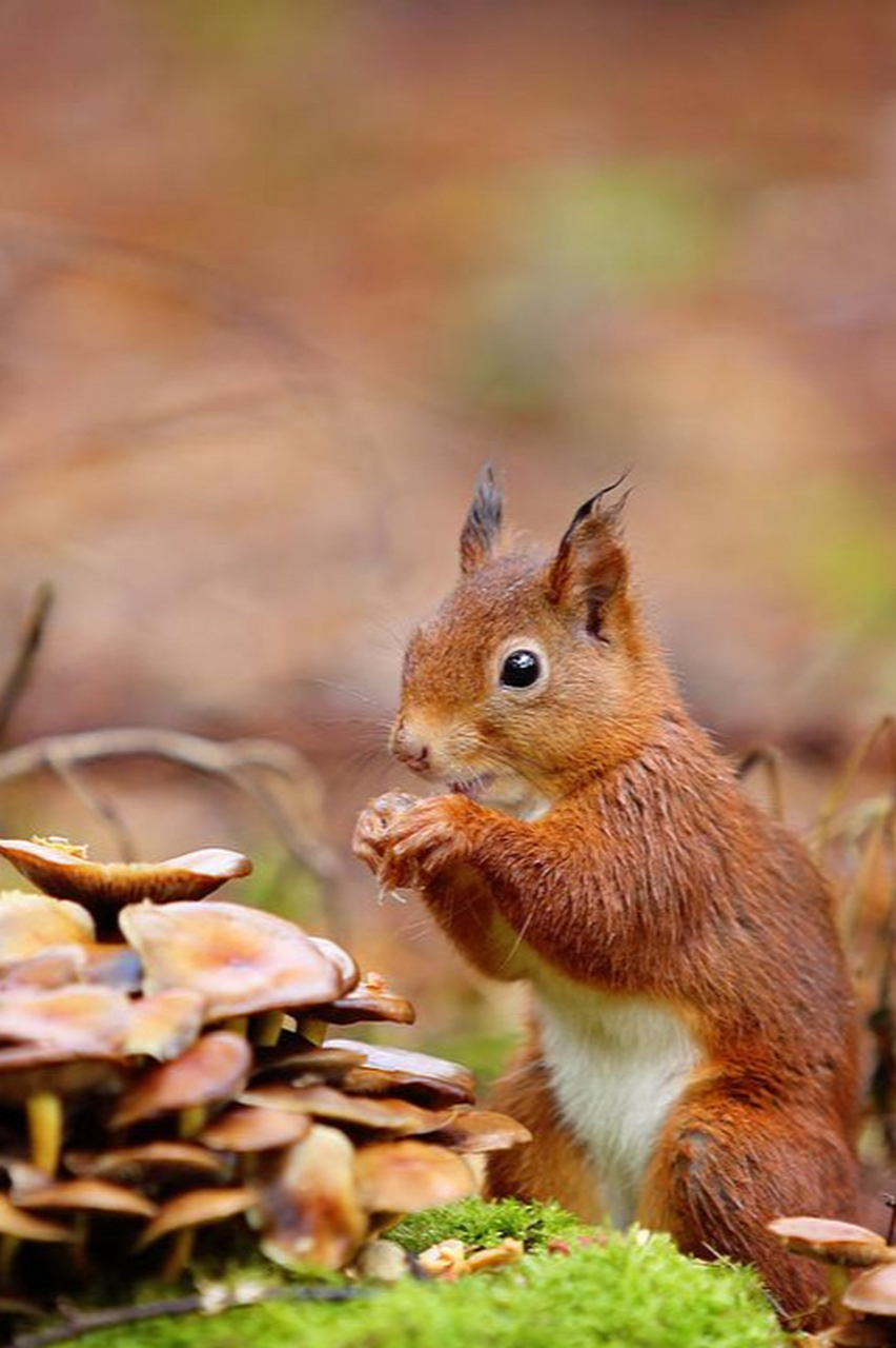 机灵可爱的小松鼠