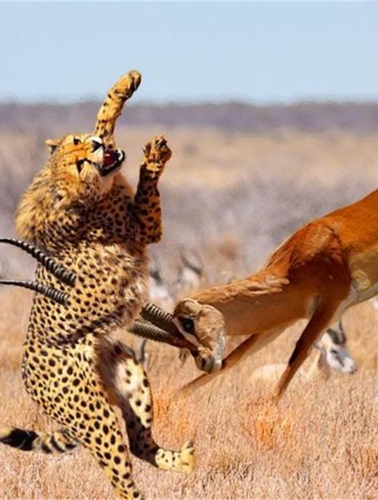 豹子经典的狩猎技能,豹子攻击和击败羚羊,动物攻击-度小视