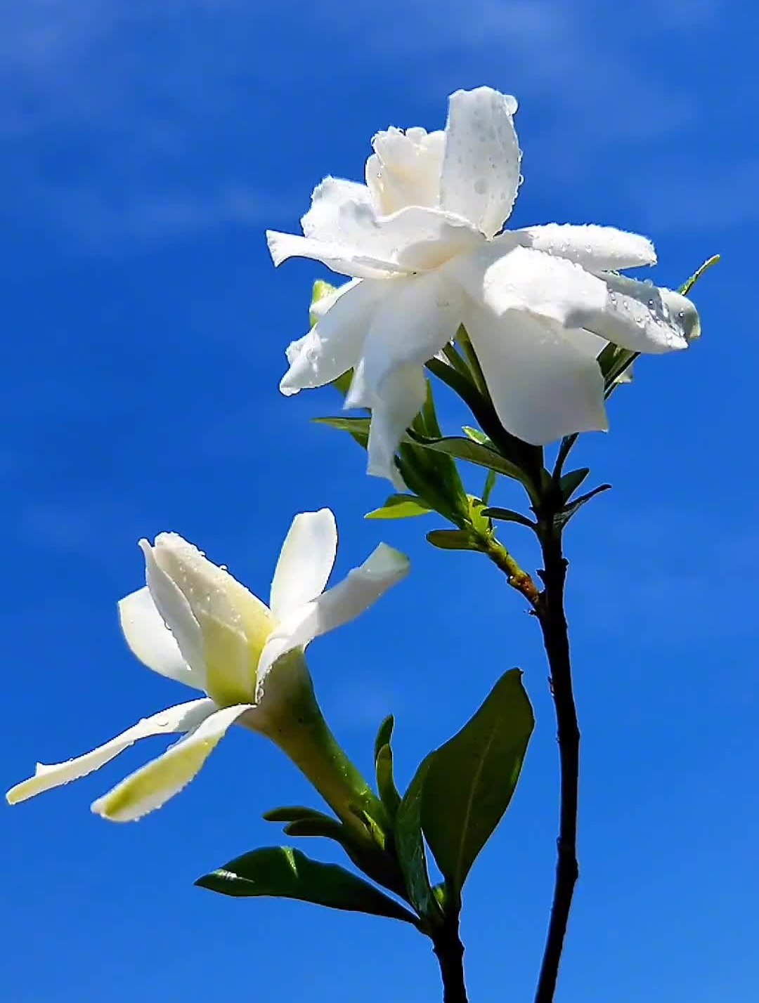 雪白的栀子花,清新淡雅,如白玉无瑕,尤其是那馨香