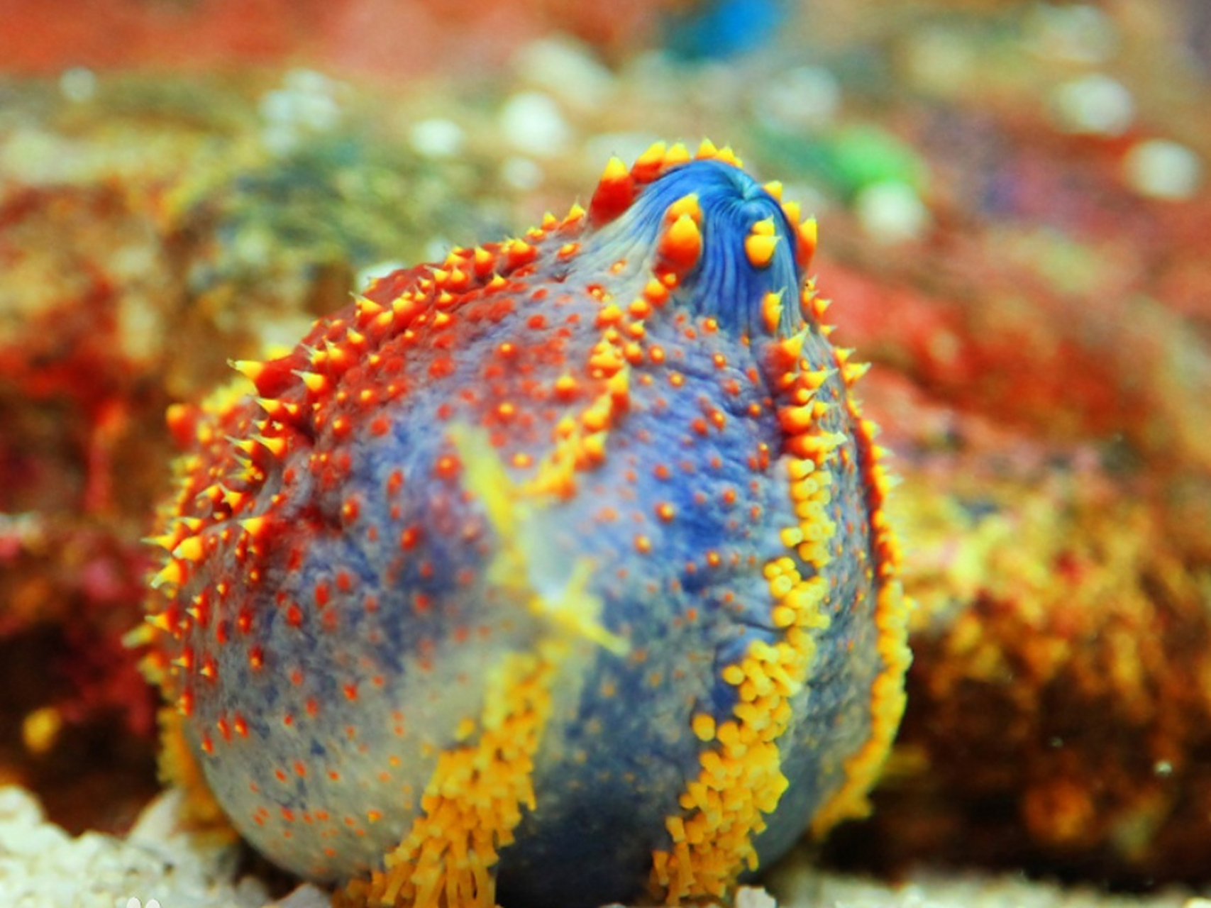 [原文:海苹果 奇特的海洋生物]