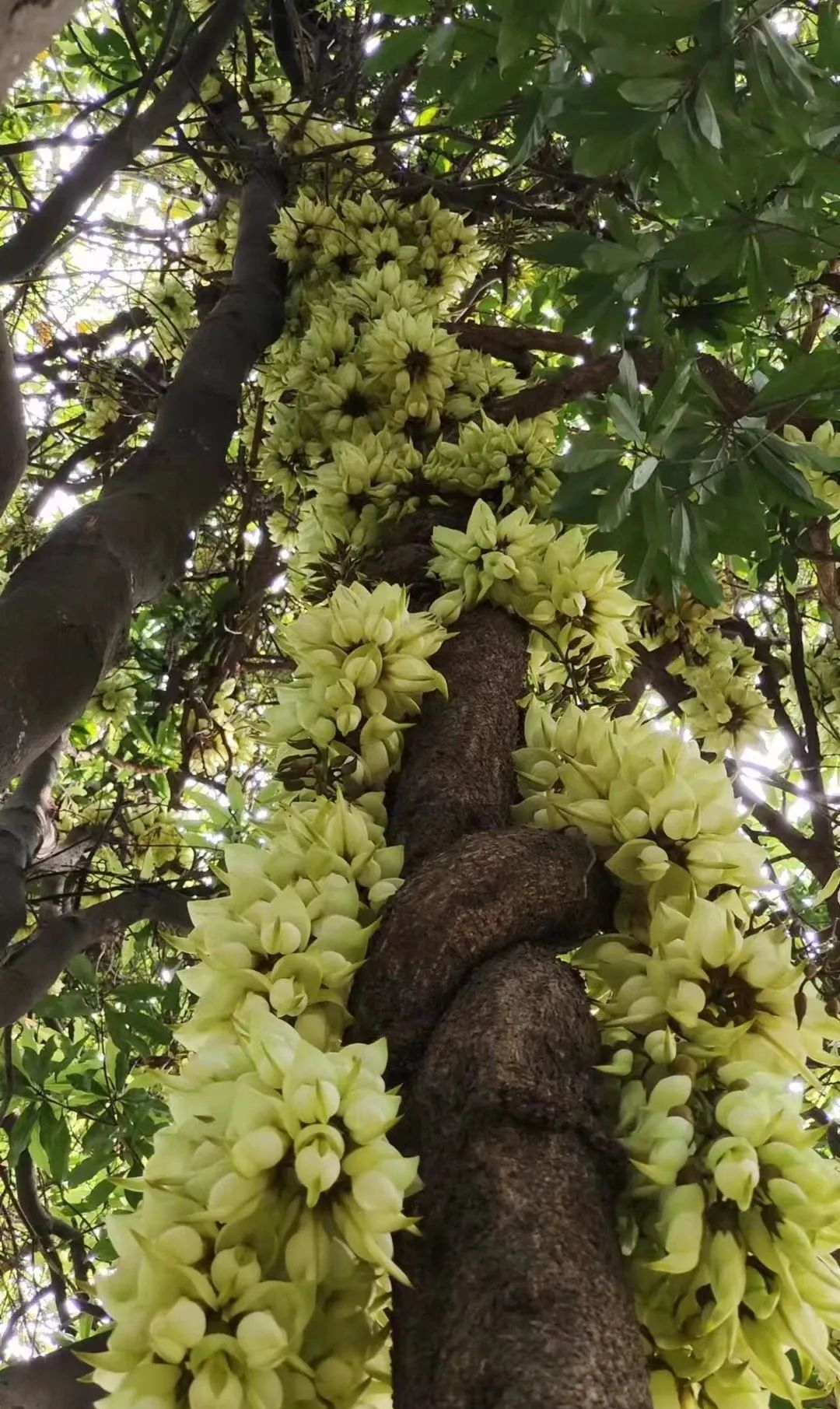 禾雀花图片大全图片