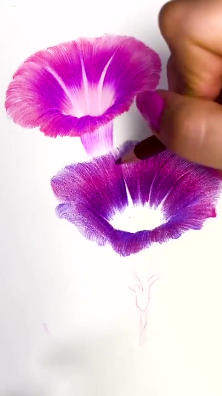 彩铅牵牛花你们喜欢紫色的么