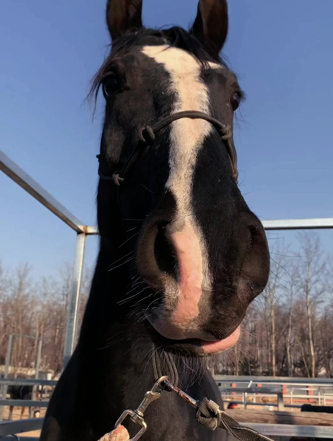 呆萌的黑骏马做美甲啦