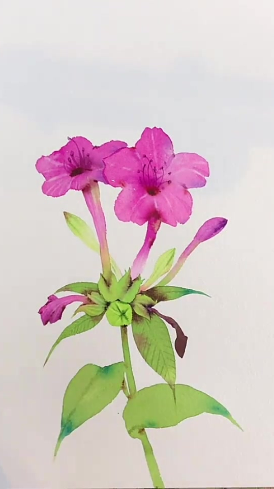 水彩脱稿系列,紫茉莉