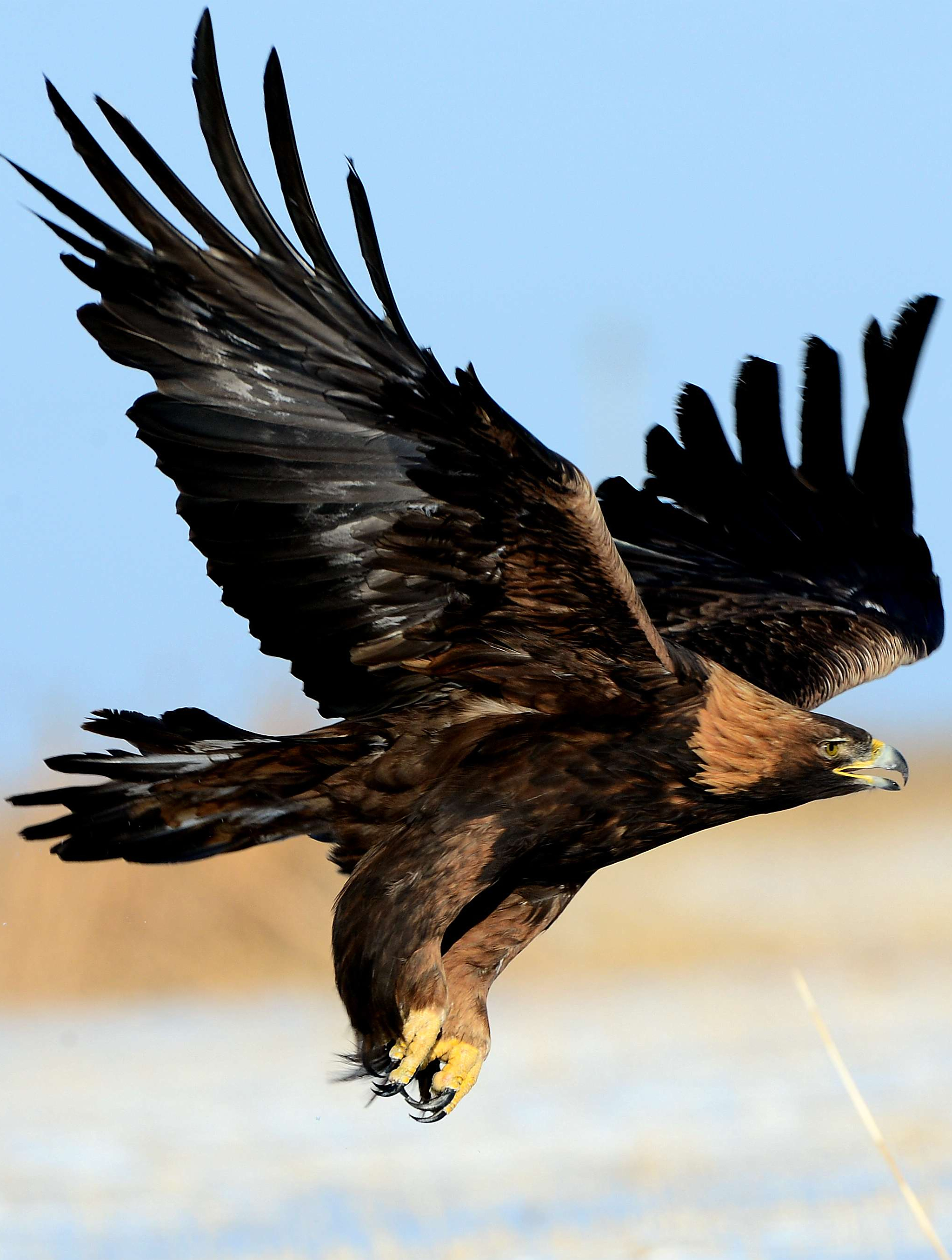 自然界最凶猛的四种鸟禽,第四金雕,喜欢滑翔和翱翔-度小视