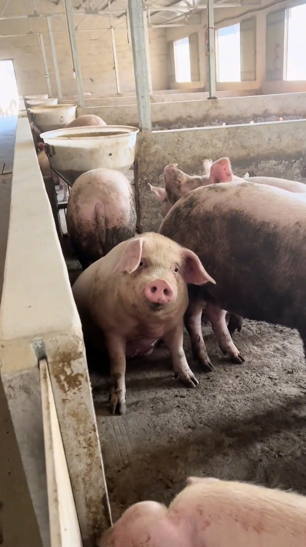 即使你变成了猪我也能一眼就认出你这可能就是缘分吧