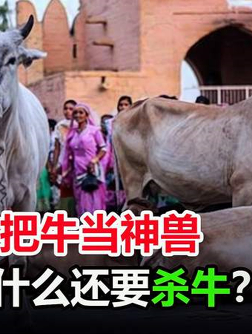 印度人把牛当圣物,为什么还要举办屠牛节?杀掉的牛怎么处理?