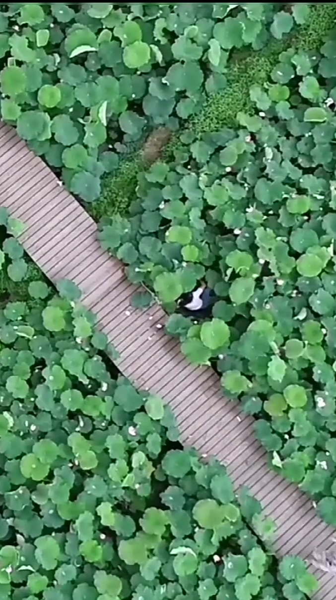 航拍荷花池,无意中拍下这一幕,原谅我实在没忍住!