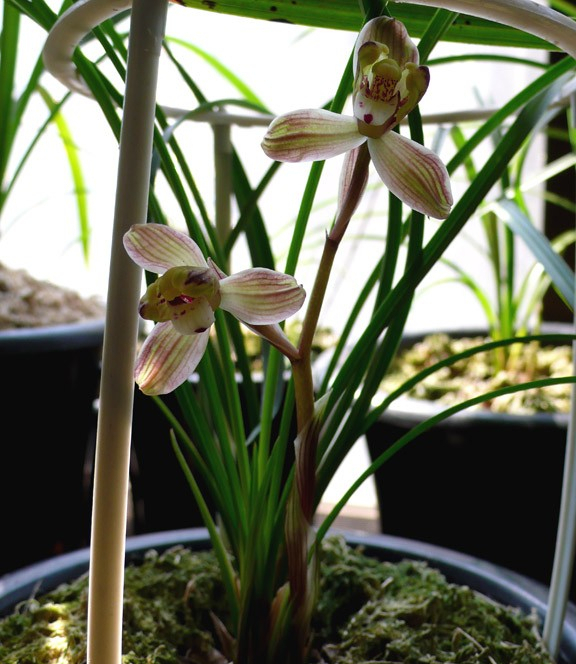 莲瓣兰八大名品之一,优雅大方,气质高雅,被誉为"滇中第一梅"