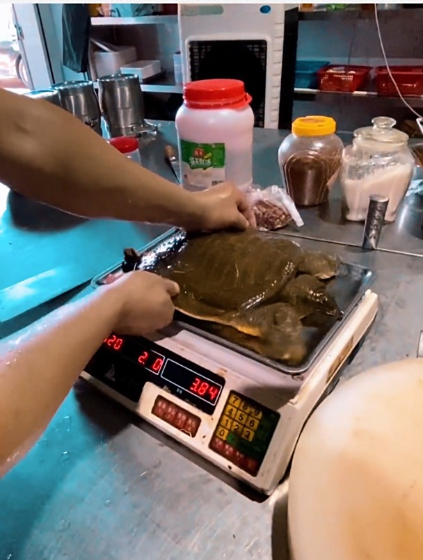 帮甲鱼称重时的惊险一幕,甲鱼:今天高低得咬你一口