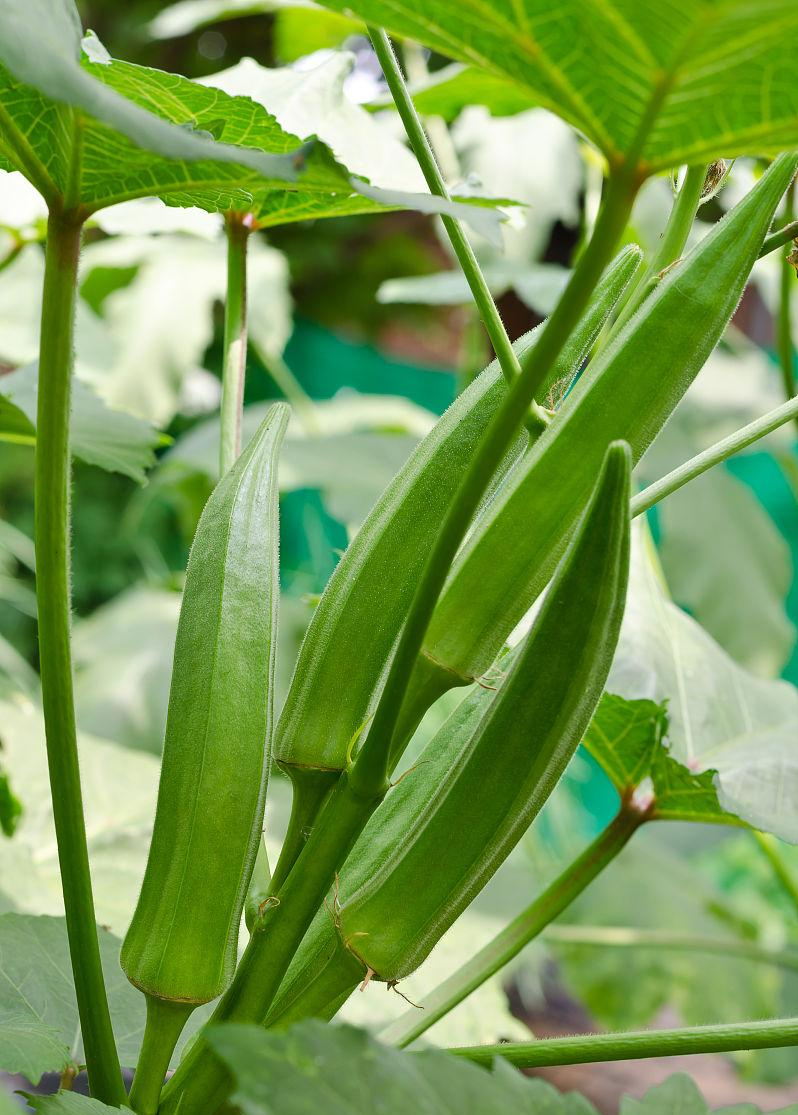 秋葵(okra):食用与药用的多功能植物