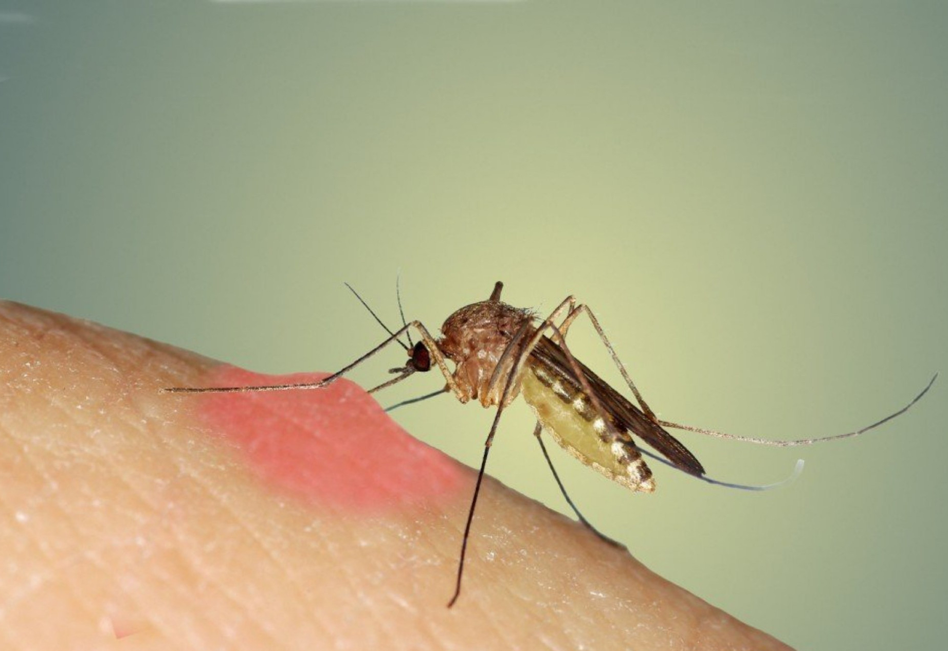 蚊子"最怕"的竟然不是蚊香?教你一个窍门,5分钟后蚊子消失了